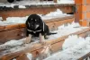 Additional photos: Puppies Khotosho (Buryat Dog) kennel Heritage of Buryatia