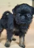 Photo №2 to announcement № 88557 for the sale of belgian griffon - buy in Russian Federation from nursery