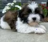 Photo №2 to announcement № 78594 for the sale of shih tzu - buy in Greece private announcement