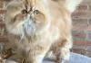 Photo №1. persian cat - for sale in the city of Lommel | Is free | Announcement № 128223