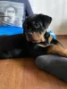 Additional photos: Purebred Rottweiler puppies