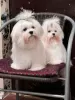 Photo №4. I will sell maltese dog in the city of Subotica.  - price - negotiated