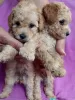 Photo №3. Toy poodle puppies. Serbia