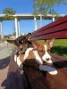 Additional photos: Basenji puppies for sale