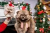 Additional photos: Pomeranian puppies of the highest pedigree