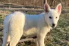 Photo №3. White German Shepherd puppies. United States