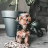 Photo №1. yorkshire terrier - for sale in the city of Lisbon | negotiated | Announcement № 126872