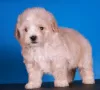 Additional photos: Maltipoo F1 puppies