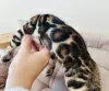 Additional photos: Bengal kittens