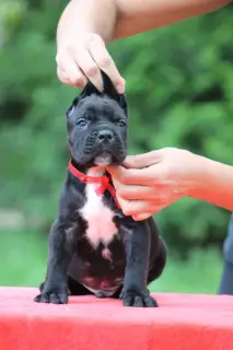 Photo №1. cane corso - for sale in the city of Minsk | 329$ | Announcement № 2412