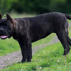 Photo №4. I will sell cane corso in the city of Donetsk. private announcement, from nursery - price - negotiated