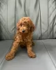 Photo №2 to announcement № 116193 for the sale of poodle (toy) - buy in Germany breeder