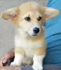 Additional photos: Pembroke Welsh Corgi puppies