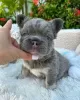 Photo №1. french bulldog - for sale in the city of Berlin | 296$ | Announcement № 89890