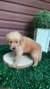 Photo №2 to announcement № 124072 for the sale of golden retriever - buy in Finland private announcement