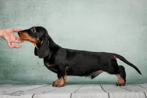 Photo №4. I will sell dachshund in the city of Москва. breeder - price - negotiated