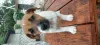 Additional photos: Cute Jack Russell Terrier puppies