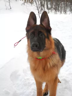 Additional photos: Gorgeous puppies of the German shepherd, from the healthy parents of the