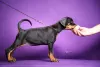 Additional photos: Doberman puppies