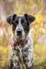 Photo №3. Puppy Metis Spaniel Britney wants to go home. Russian Federation