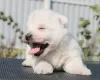 Additional photos: West Highland White Terrier puppies girls