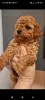 Additional photos: Toy poodle puppies for families