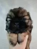 Additional photos: Purebred Shih Tzu puppies.