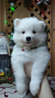 Photo №3. Samoyed Puppies Bear type. Belarus