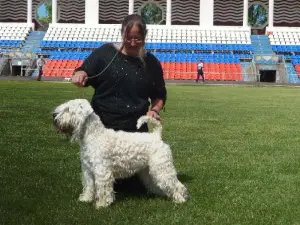 Additional photos: Irish Soft Coated Wheaten Terrier