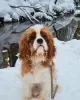 Photo №4. I will sell cavalier king charles spaniel in the city of Zelenograd. breeder - price - negotiated