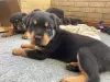 Photo №2 to announcement № 37088 for the sale of rottweiler - buy in Russian Federation 