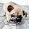 Photo №3. French bulldog puppy. Serbia