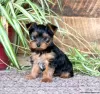 Photo №1. yorkshire terrier - for sale in the city of Tegernsee | 634$ | Announcement № 63810