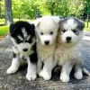 Photo №1. alaskan malamute - for sale in the city of Berlin | negotiated | Announcement № 119711