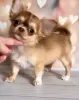 Photo №2 to announcement № 105857 for the sale of chihuahua - buy in United States private announcement, breeder