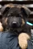 Additional photos: Gorgeous long-haired German Shepherd puppies.