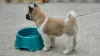 Photo №3. American Akita puppies for sale. Ukraine