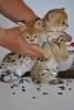 Additional photos: caracat and savannah kittens