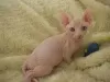 Photo №1. sphynx cat - for sale in the city of Prague | negotiated | Announcement № 106488