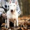 Photo №3. Lauras Dream FCI miniature bull terrier. Poland