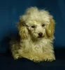 Photo №1. poodle (toy) - for sale in the city of Minsk | negotiated | Announcement № 128264