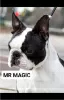 Additional photos: Boston Terrier, filhotes premium