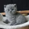 Photo №1. british shorthair - for sale in the city of Bregenz | Is free | Announcement № 129115