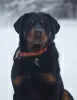 Photo №1. rottweiler - for sale in the city of St. Petersburg | Is free | Announcement № 97014