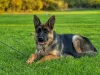 Photo №1. german shepherd - for sale in the city of Нови Сад | 634$ | Announcement № 121941