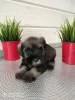 Photo №3. Pedigree puppies of the Miniature Schnauzer ps.. Russian Federation