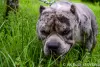 Additional photos: American Bully pocket merle