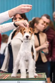 Photo №4. I will sell fox terrier in the city of Irkutsk. from nursery - price - 284$