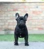 Photo №1. french bulldog - for sale in the city of Kikinda | negotiated | Announcement № 71115