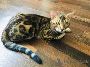 Additional photos: Bengal cat